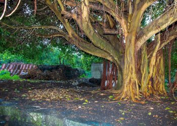 Giardino - Terreno agricolo Via Caramma, Santa Venerina - foto 9