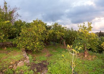 Giardino - Terreno agricolo Via Caramma, Santa Venerina - foto 19