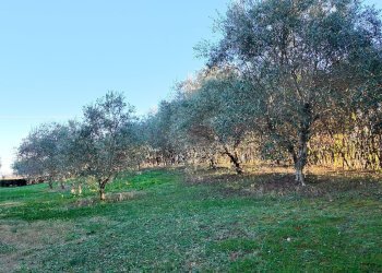 Giardino - Villa Montemarciano - foto 77