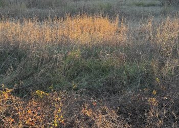 Foto 3 - Agricultural land via Vecchia del Bosco, Marigliano - photo 3