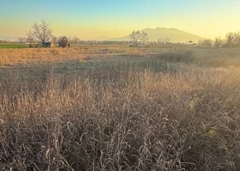 Foto 5 - Agricultural land via Vecchia del Bosco, Marigliano - photo 5