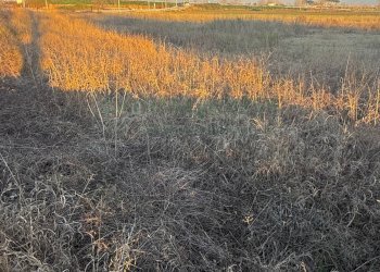 Foto 8 - Agricultural land via Vecchia del Bosco, Marigliano - photo 8