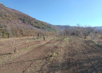 Foto 4 - Terreno agricolo Via ciorani, Mercato San Severino - foto 4