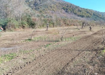 Foto 5 - Terreno agricolo Via ciorani, Mercato San Severino - foto 5