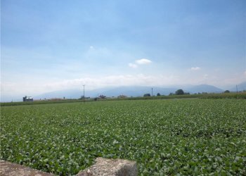 Capannone Cavour - foto 2