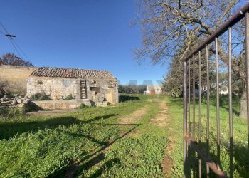 Giardino - Azienda agricola Santeramo in Colle - foto 2
