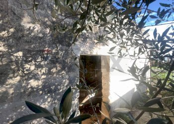 Dettagli - Azienda agricola Santeramo in Colle - foto 12