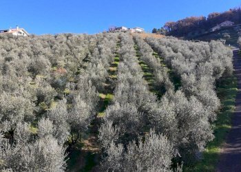 Vista delle montagne - Terreno agricolo Strada Belvedere, Chieti - foto 13