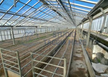 8.jpeg - Terreno agricolo Strada Del Colle 15, Sanremo - foto 3