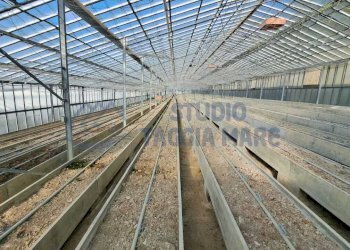 WhatsApp Image 2026-01-03 at 15.34.26.jpeg - Terreno agricolo Strada Del Colle 15, Sanremo - foto 7