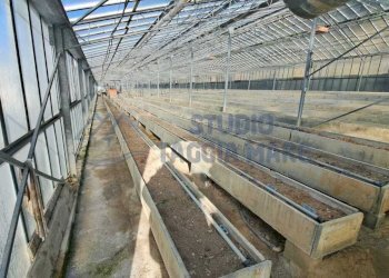 WhatsApp Image 2026-01-03 at 15.34.27.jpeg - Terreno agricolo Strada Del Colle 15, Sanremo - foto 8