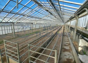 WhatsApp Image 2026-01-03 at 15.34.29.jpeg - Terreno agricolo Strada Del Colle 15, Sanremo - foto 9