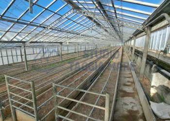 WhatsApp Image 2026-01-03 at 15.34.30.jpeg - Terreno agricolo Strada Del Colle 15, Sanremo - foto 10