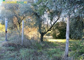 Foto 5 - Terreno agricolo Palombara Sabina - foto 5