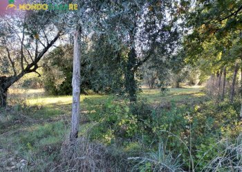 Foto 7 - Terreno agricolo Palombara Sabina - foto 7