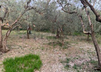 Giardino - Terreno edificabile Via Pozzolo, Assisi - foto 1