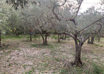 Giardino - Terreno edificabile Via Pozzolo, Assisi - foto 10