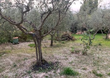 Giardino - Terreno edificabile Via Pozzolo, Assisi - foto 11