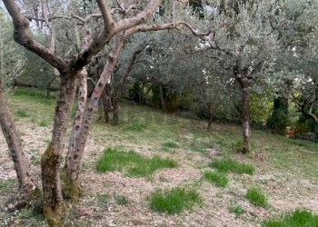 Giardino - Terreno edificabile Via Pozzolo, Assisi - foto 12
