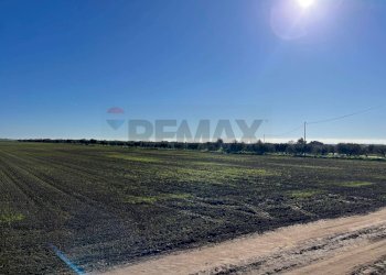 Non correlato - Terreno agricolo Località Posta Tuoro - HPQW+HX5, San Giovanni Rotondo - foto 11