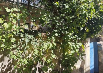 Giardino - Casa indipendente Via Balsamo Civita
 
39, Zafferana Etnea - foto 8