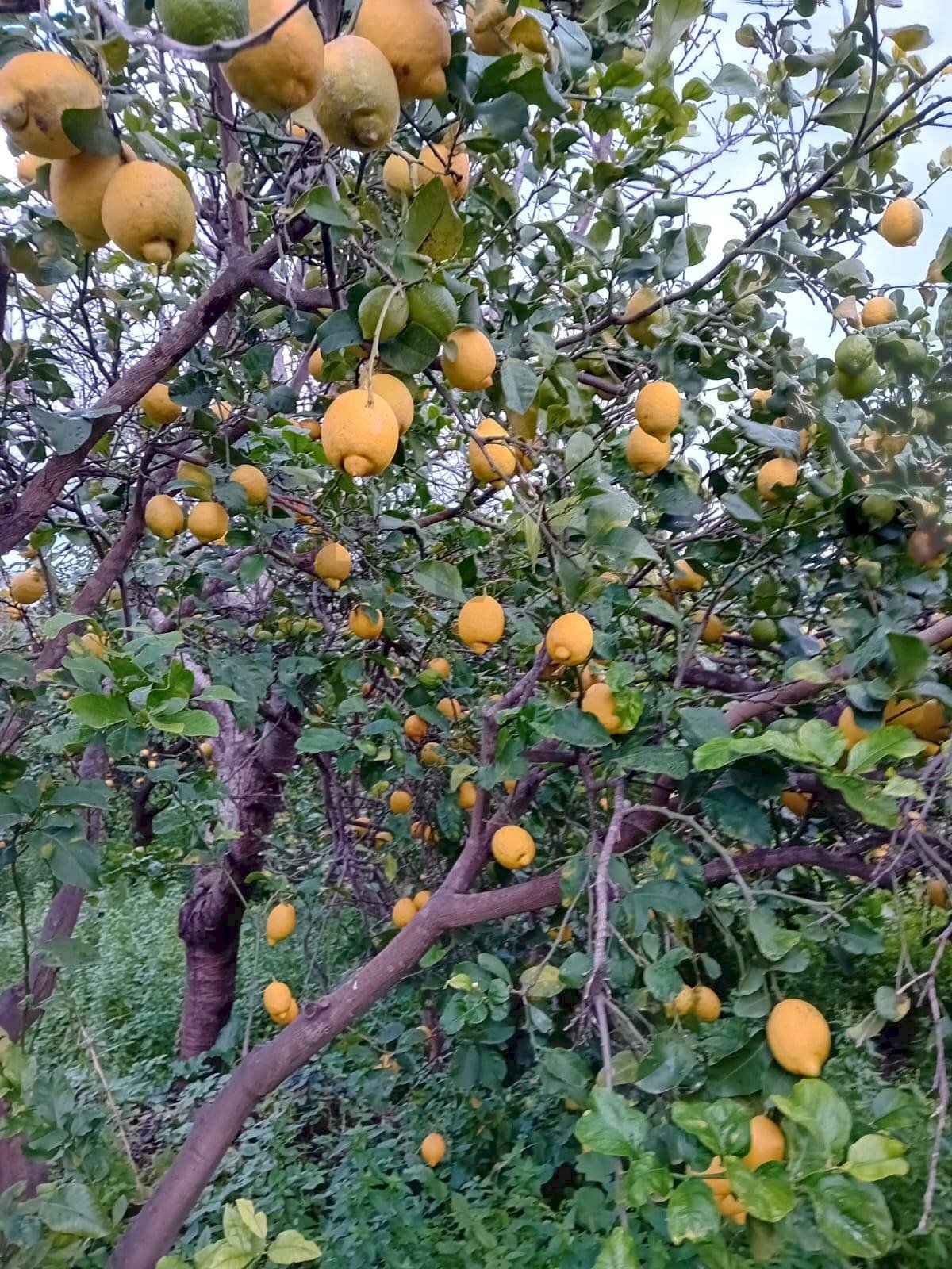 Giardino - Agricultural land CONTRADA DUE PINI
 
SNC, Acireale - photo 1