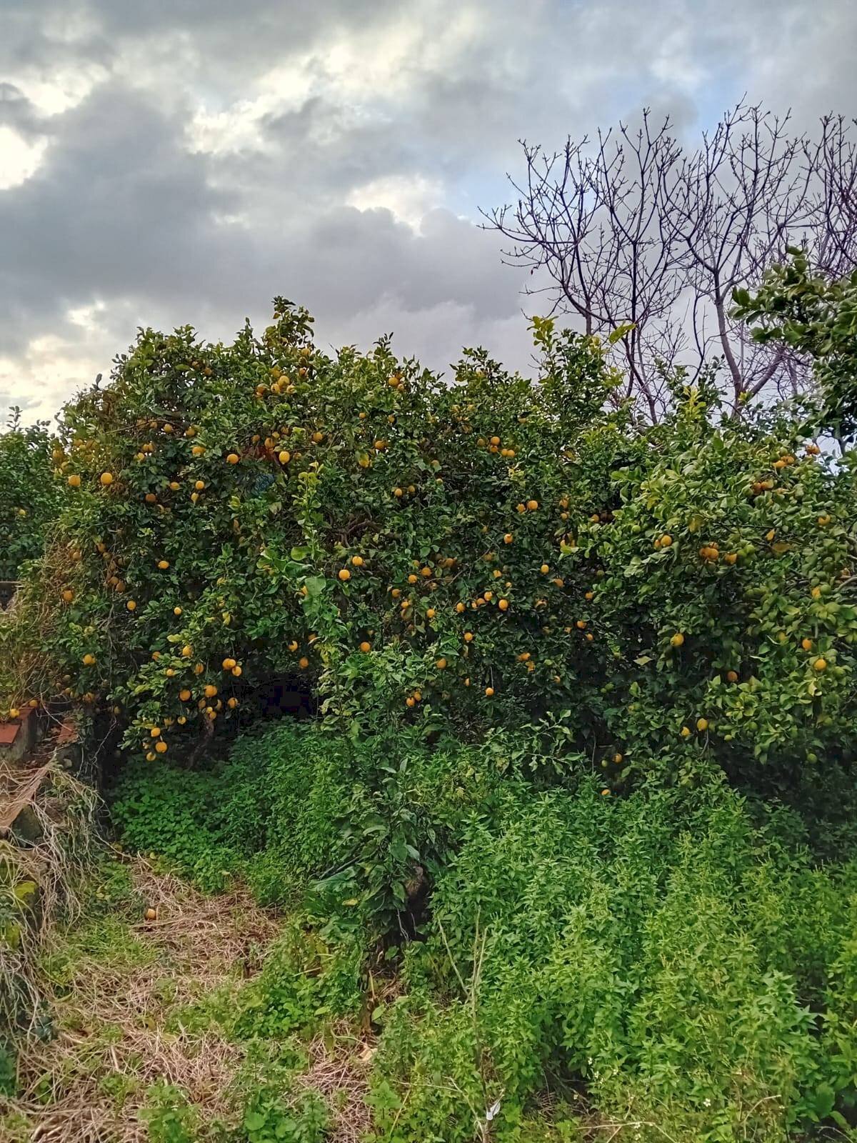 Giardino - Agricultural land CONTRADA DUE PINI
SNC, Acireale - photo 2