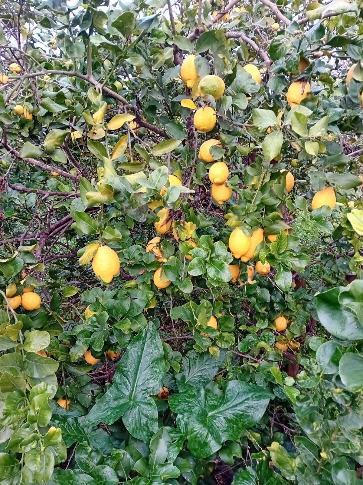 Dettagli - Agricultural land CONTRADA DUE PINI
SNC, Acireale - photo 3