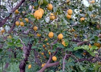 Giardino - Terreno agricolo CONTRADA DUE PINI
 
SNC, Acireale - foto 1