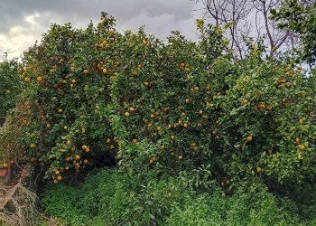 Giardino - Terreno agricolo CONTRADA DUE PINI
 
SNC, Acireale - foto 2