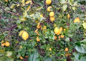 Dettagli - Terreno agricolo CONTRADA DUE PINI
 
SNC, Acireale - foto 3