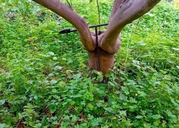 Giardino - Terreno agricolo CONTRADA DUE PINI
 
SNC, Acireale - foto 4