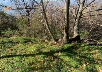 Giardino - Rustico Contrada tifani, Castelmola - foto 30
