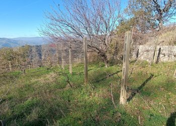Vista delle montagne - Rustico Contrada tifani, Castelmola - foto 49