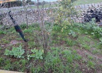 Giardino - Villa Contrada Magazzinazzi Poggio del Sole
 
s.n., Ragusa - foto 37