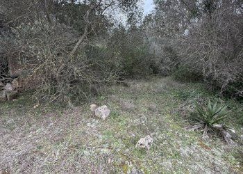 IMG_2748.jpg - Villa SP286 102, Nardò - foto 8