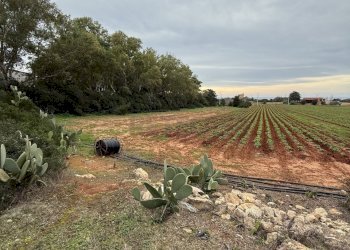 IMG_2749.jpg - Villa SP286 102, Nardò - foto 9