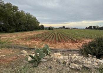 IMG_2750.jpg - Villa SP286 102, Nardò - foto 10