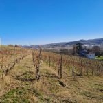 Agricultural land Cremolino - photo 2