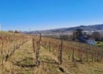 Terreno agricolo Cremolino - foto 2