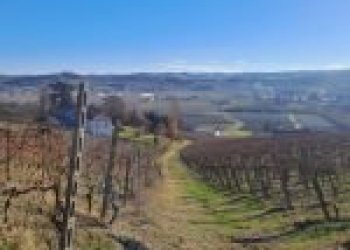 Terreno agricolo Cremolino - foto 3