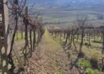 Terreno agricolo Cremolino - foto 5