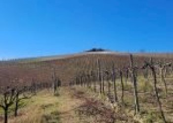 Terreno agricolo Cremolino - foto 23