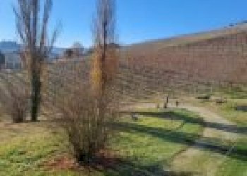 Terreno agricolo Cremolino - foto 25