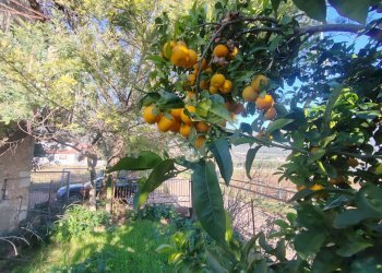 Foto 22 - Rustic Via Stradone Delle Grotte, Priverno - photo 22