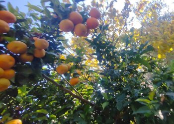 Foto 23 - Rustic Via Stradone Delle Grotte, Priverno - photo 23