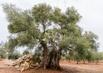 Foto 5 - Villa Contrada San Giovanni
 
Snc, Ostuni - foto 5