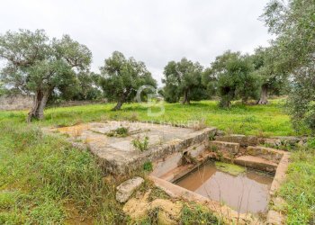 Foto 34 - Rustico Strada Contrada Cristo delle Zolle
 
215, Monopoli - foto 34