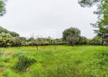 Foto 35 - Rustico Strada Contrada Cristo delle Zolle
 
215, Monopoli - foto 35