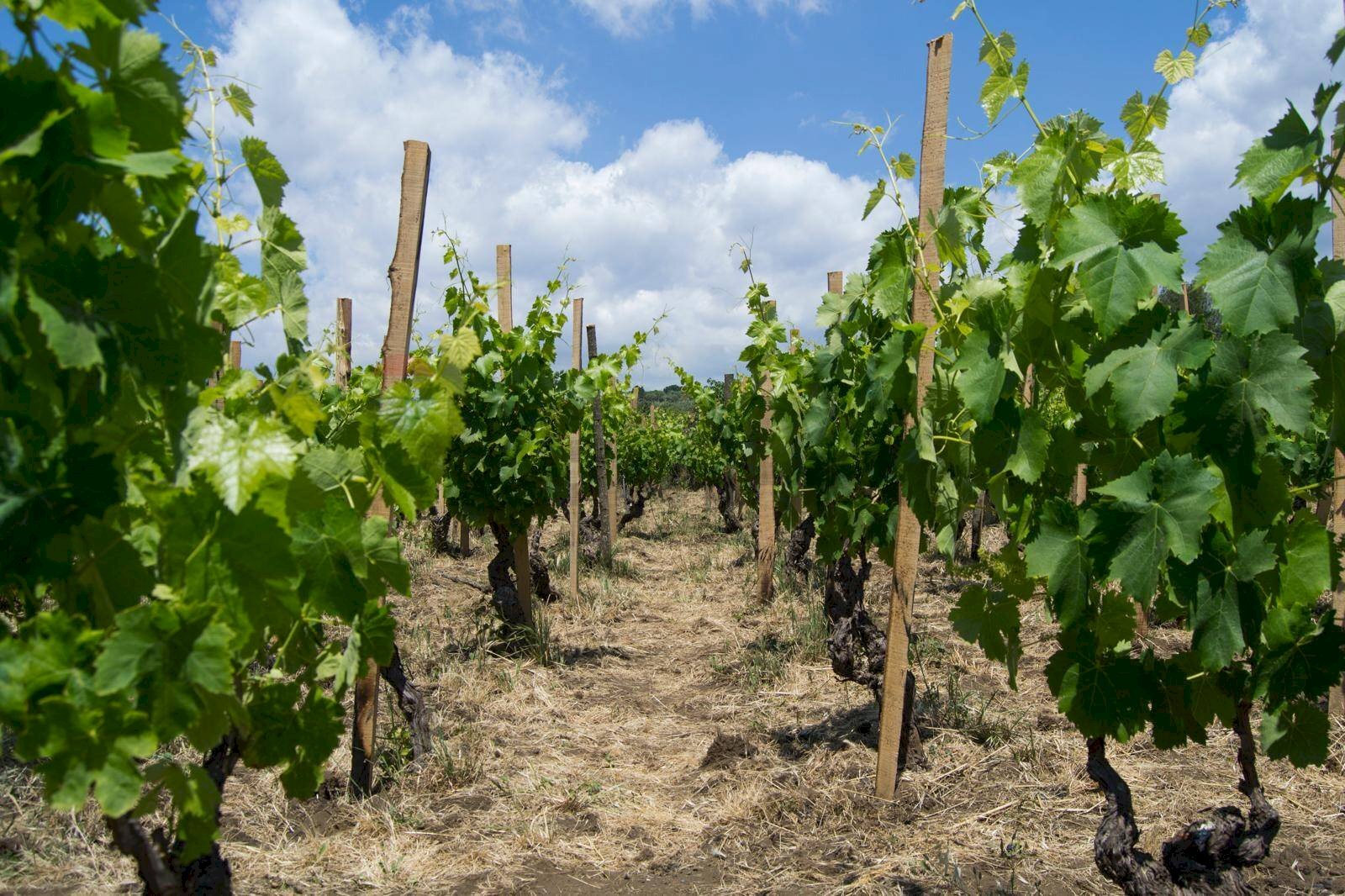 Giardino - Agricultural land Contrada Guardia Majo
 
snc, Biancavilla - photo 3